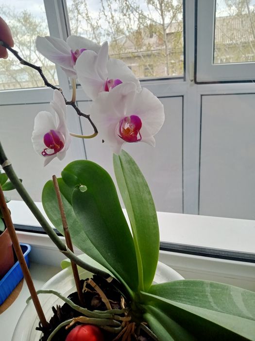 Орхидеи 7000 цветут