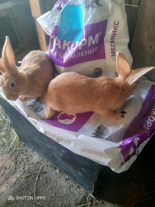 Продам бургов 4мес