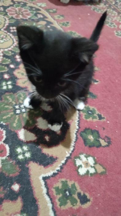 Отдаю Котят в добрые руки