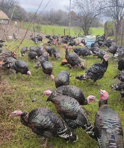 Продавам пуйка тегло