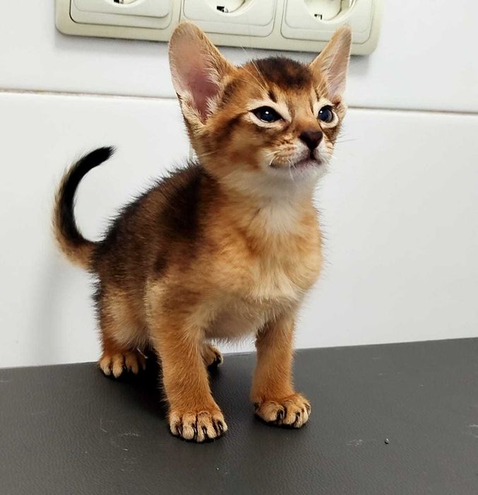 В продаже котята Самалийцы