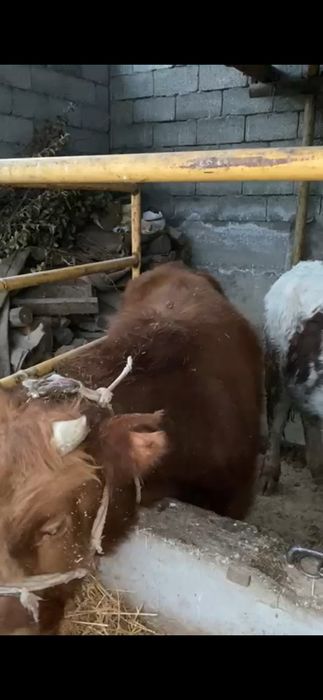 4 бас бука сатылады акбас белоголовый