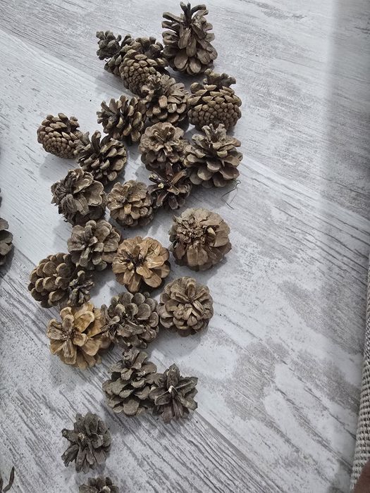 Шишки сосновые продам