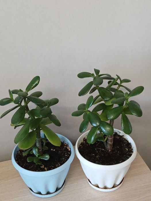 Продам Красулы в горшках