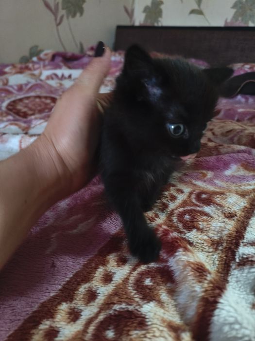 В хорошие руки маленьких котят