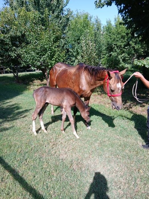 Axaltekin zotli ot ona bola
