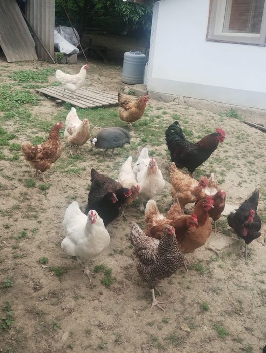 Vând diverse pasari