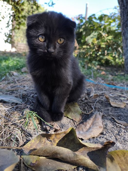 Отдам котят в добрые руки.