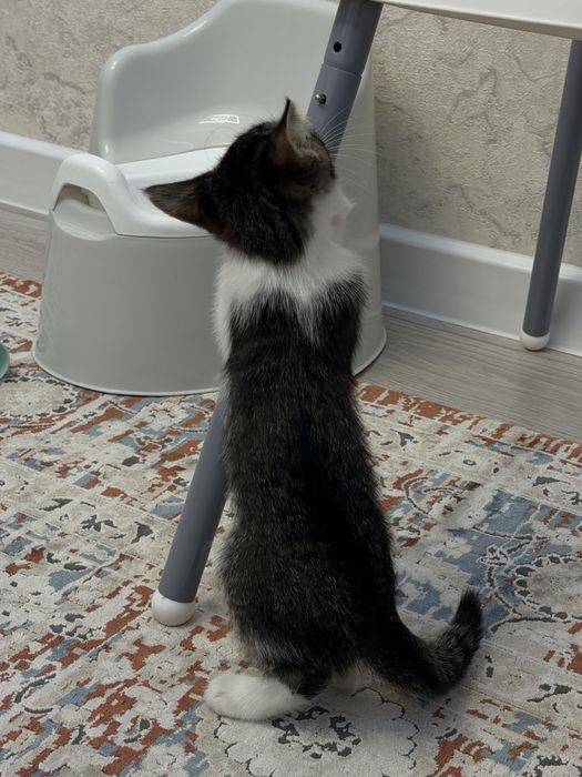 Котята в хорошие руки