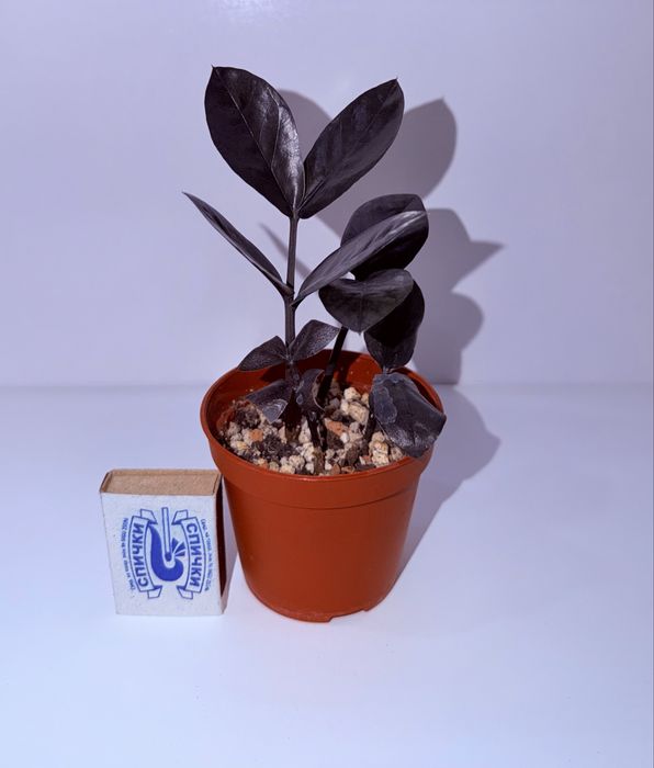 Замиокулькас, комнатные растения, комнатные цветы