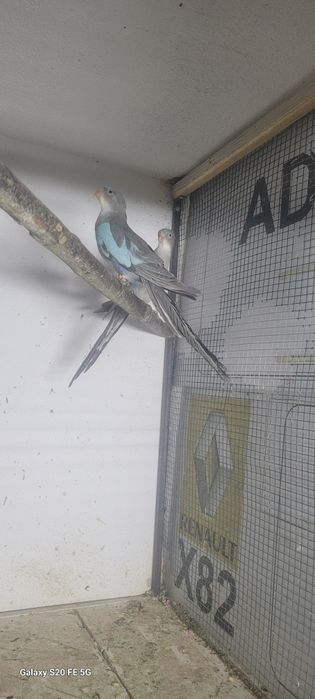 Papagali printesa de wales