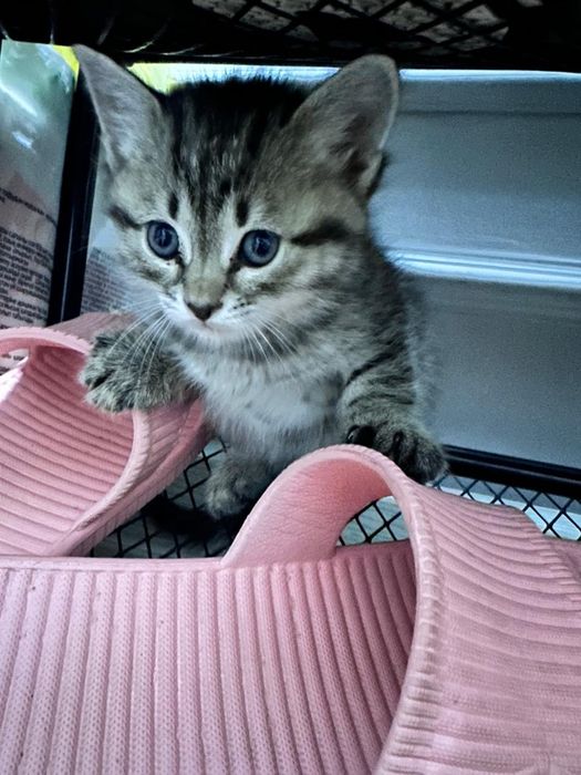 Отдам котят в добрые руки