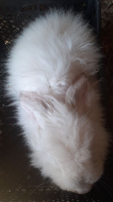 Продам кроликов разный возраст