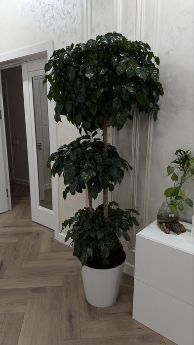 Кофейное дерево, растения, цветы, гуль, тувак