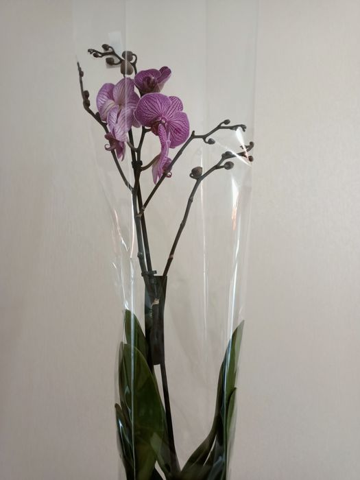 Королевские орхидеи