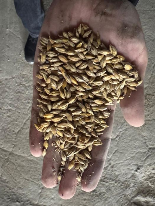 Продается ячмень