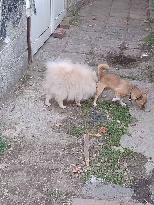 Померан 2 момчета на 1г.