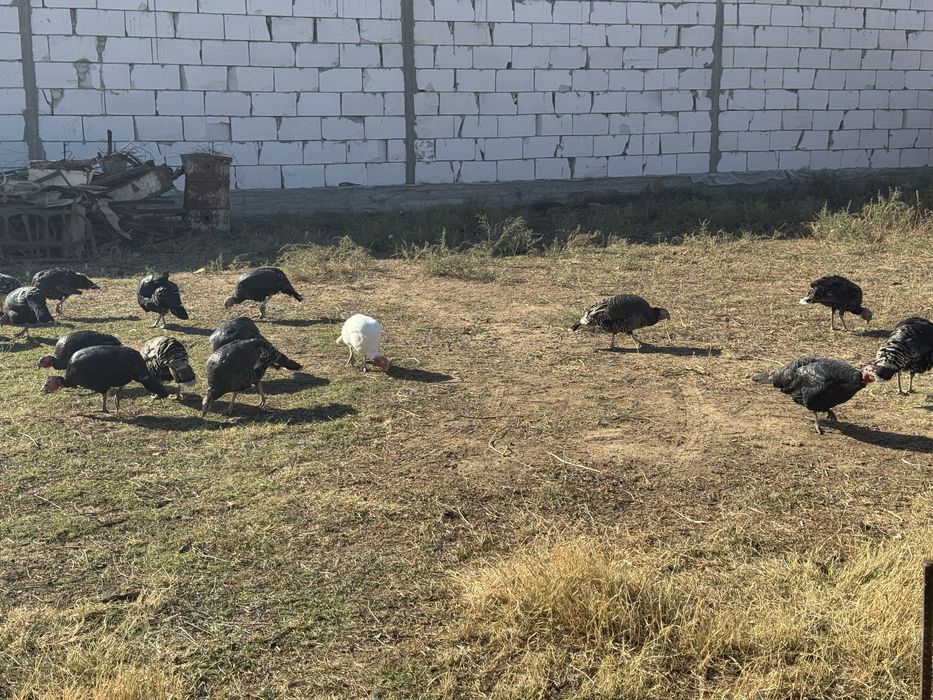 Kurka bor 10 ta tovuq