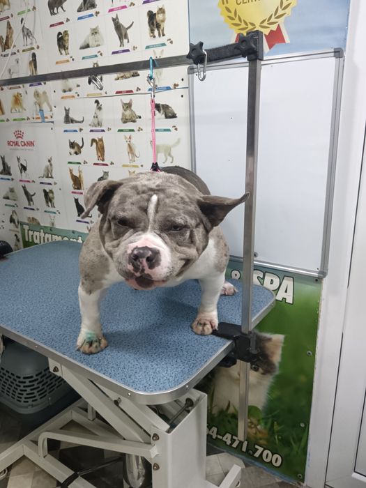 Frizerie Canina  Buzau