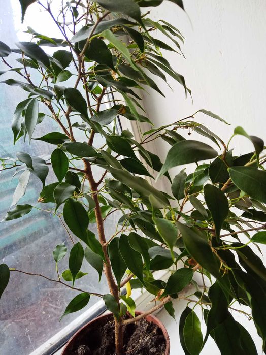 Продам  фикус бенджамина