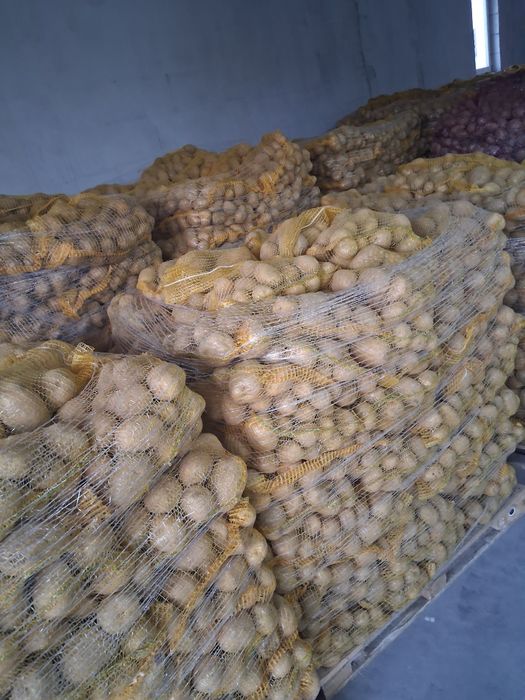 Cartofi  imoprt polonia mai multe soiurii