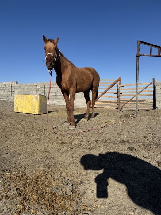 Тау кірең құнан жылқы сатылады