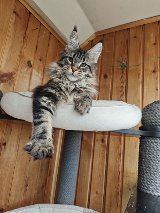 Котенок Мейн кун