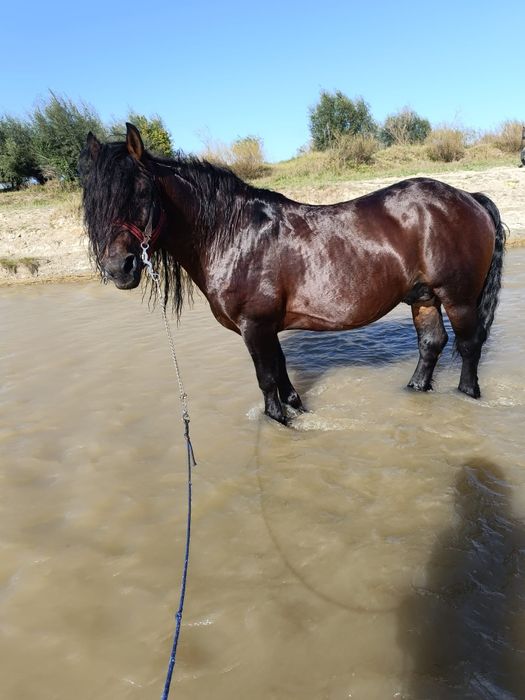 Vând armăsar de 10 ani