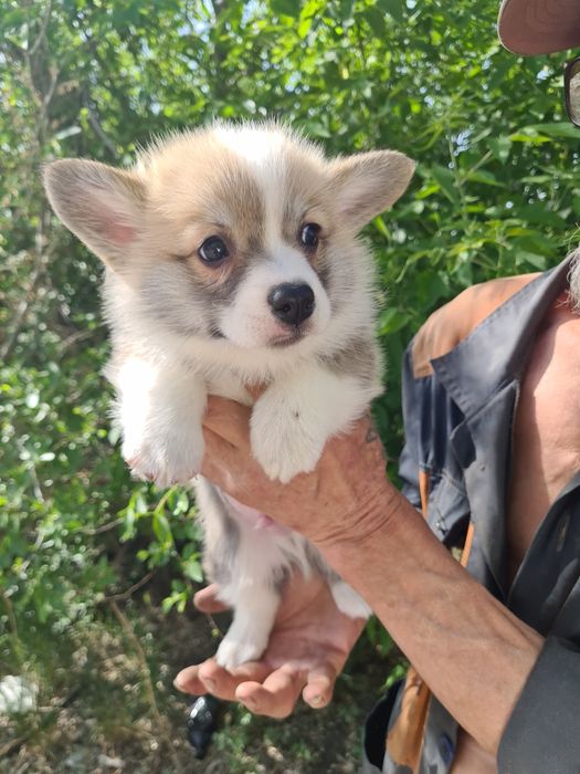 Продам щенков вельш корги пемброк .