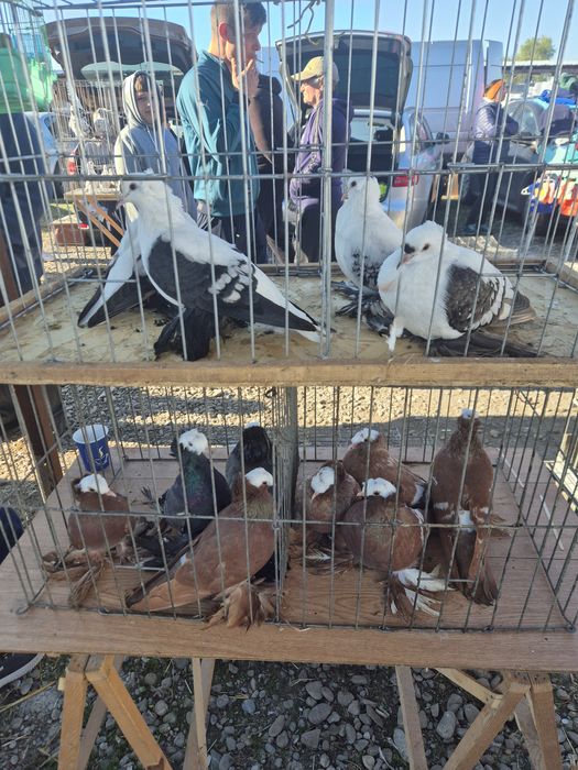 Porumbei Preoți Saxoni și Randunele de Saxonia