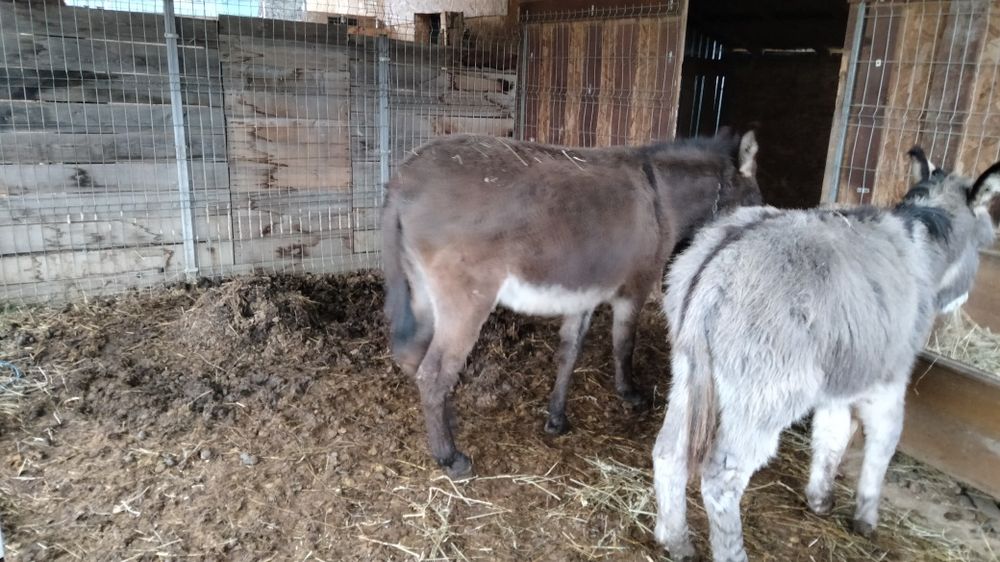 Măgar și măgăreata