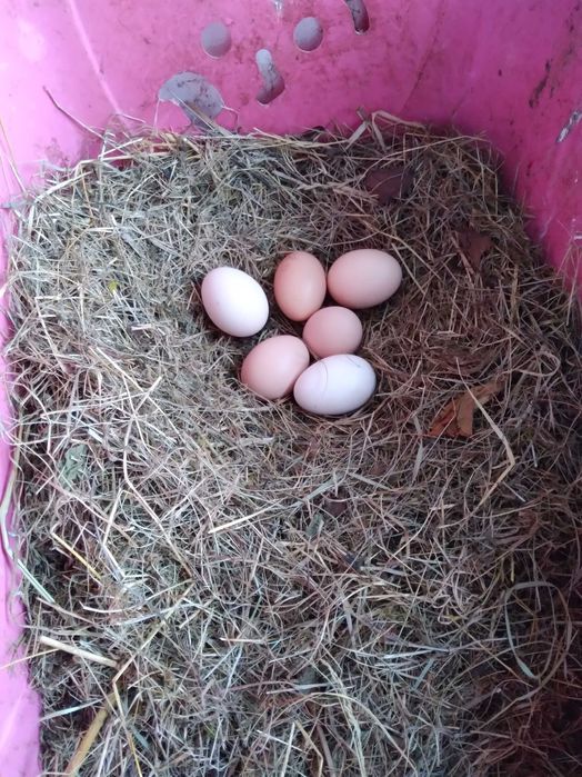 Vând ouă de găină