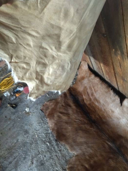 Vând blana/piele tăbăcită de capră alpină franceză și sannen