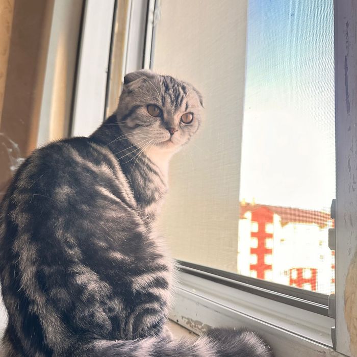 Вязка скоттиш фолд