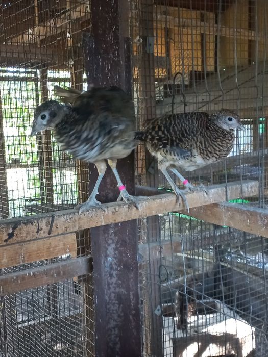 Фазан алмазный...