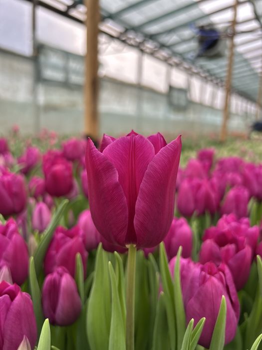 Тюльпаны оптом Алматы