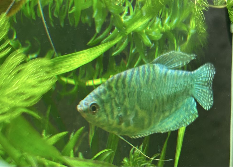 Аквариумные рыбки Гурами.