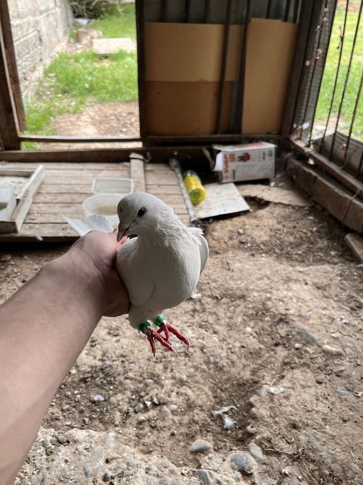 Самец веселый с игрой