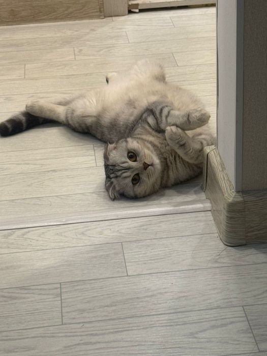 Вязка срочно вислоухая