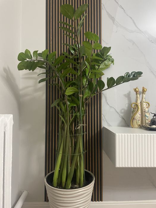 Продам замиокулькос