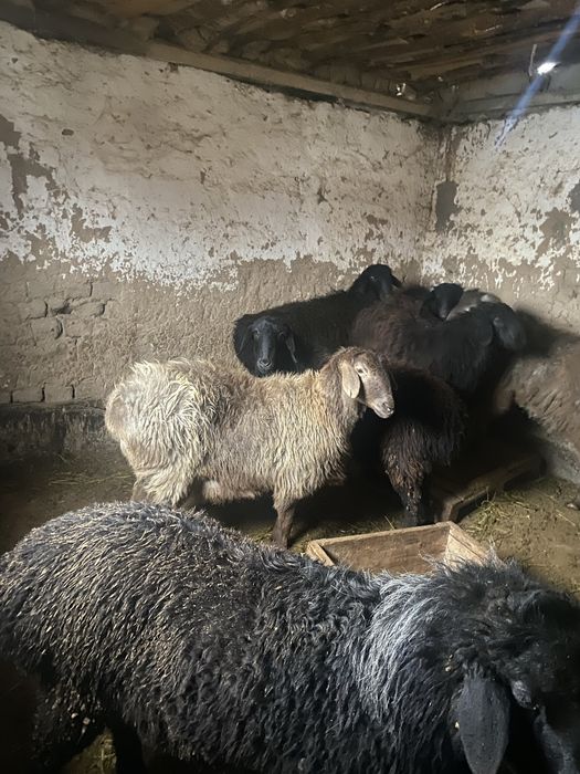 Ассаламуаликум қошқарлар бар