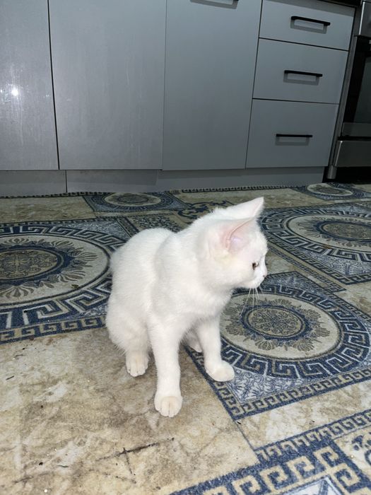 Mushuk oq rang ( кошка )