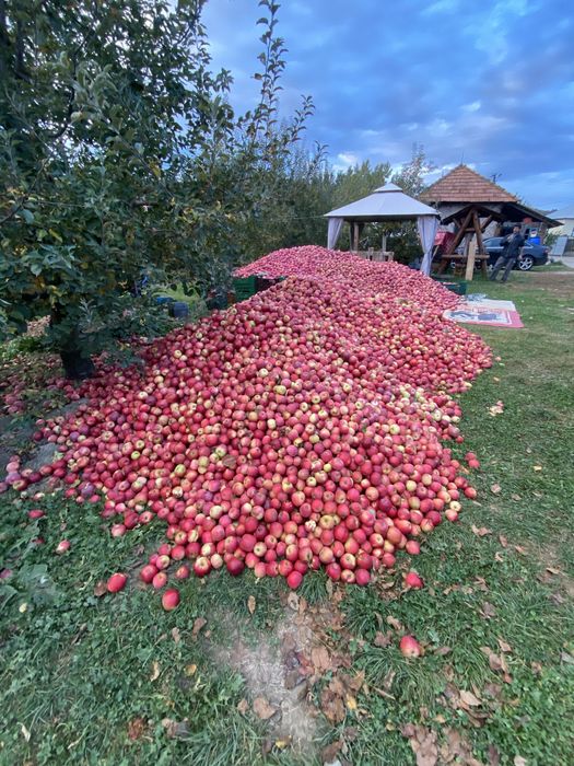 Vand mere pentru suc/tuica