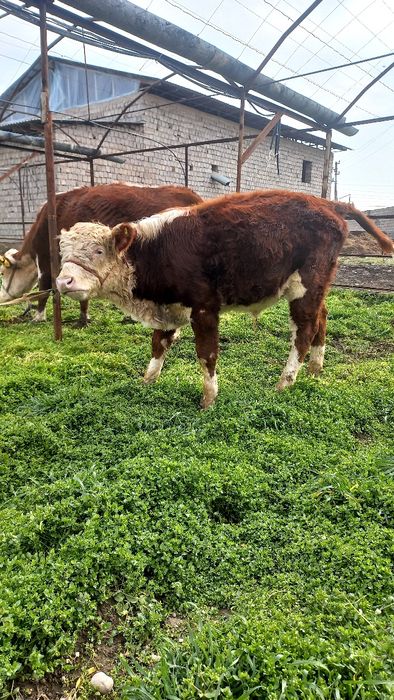 Гренфорд новос бузок