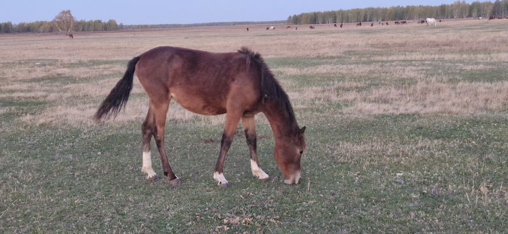 Продам тайлар.3 головы