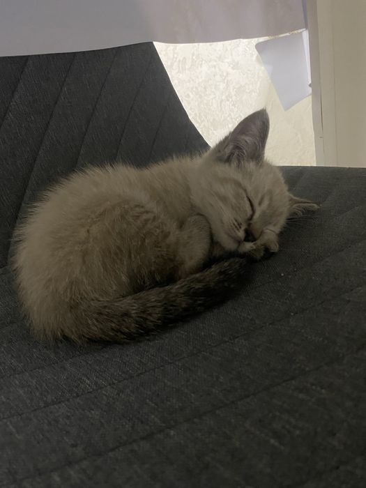 Ласковый котёнок ищет новый дом