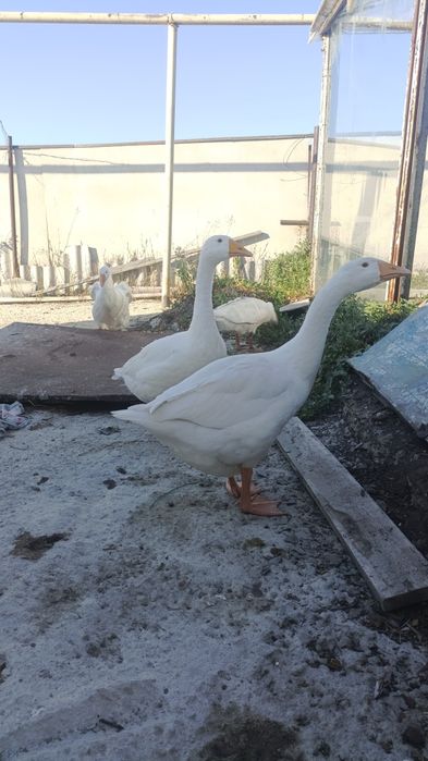 продам гусей 3 месяцев