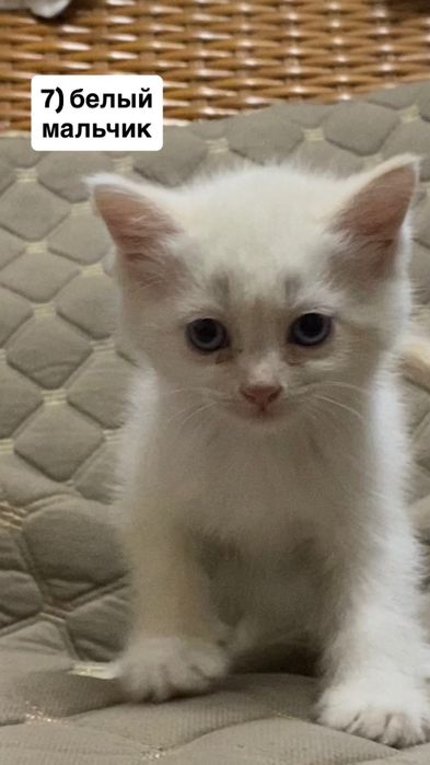 отдам милых котят