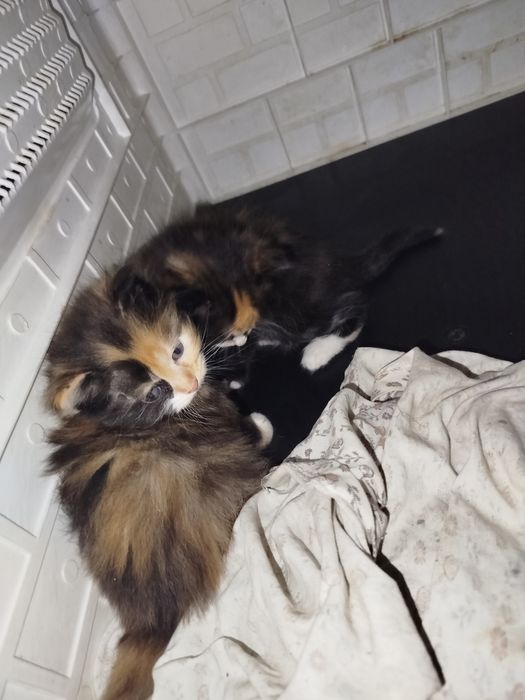 Котята, бесплатно