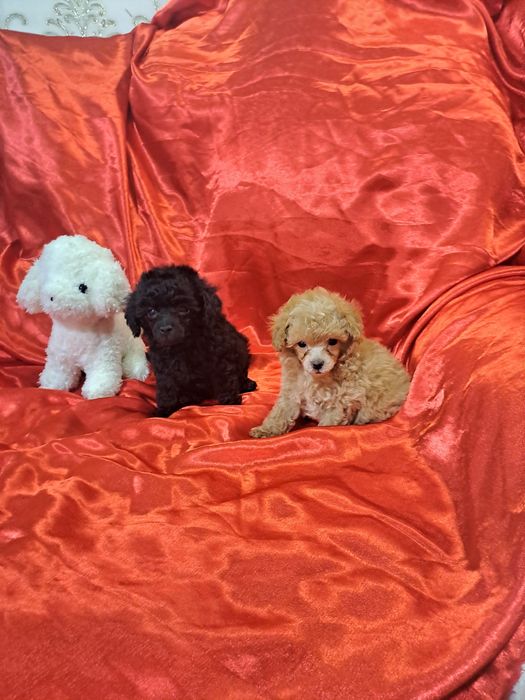 Щенки той пуделя микро